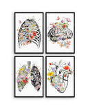 Set of 4 Anatomy Art, Medical Poster Sets