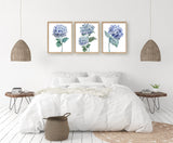 Watercolour Hydrangea Art Print, Botanical Print Set of 3 Prints, living room wall art decor